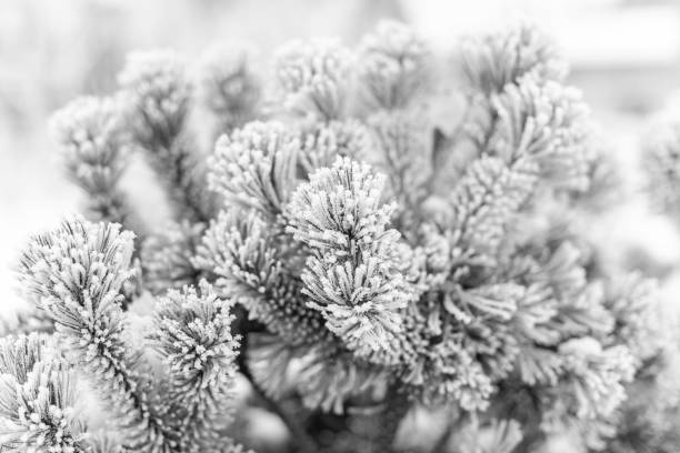istock Fir tree branch with cones covered with snow. 1085056158