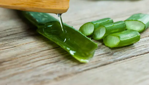 Aloe Vera plant and gel close up. Sliced Aloevera leaf and gel with wooden spoon , natural organic cosmetic ingredients for sensitive skin, alternative medicine. Organic Skin care concept.