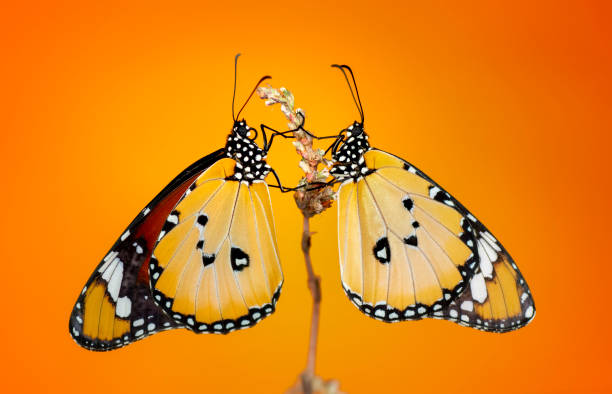 istock Beautiful butterfly sitting on flower 1085060736