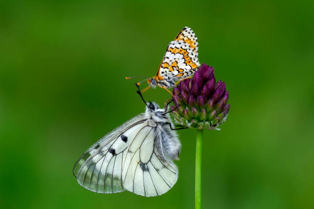 istock Beautiful butterfly sitting on flower 1085061812