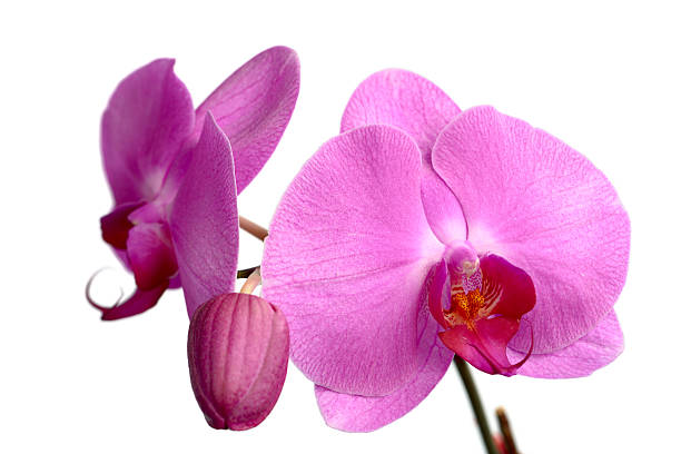 istock Pink Phalaenopsis, orchid 108506211