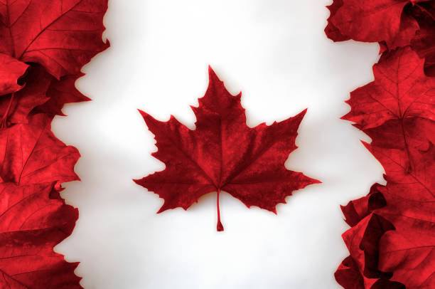 canada heureux jour notion avec le drapeau canadien en érable véritable mort laisse coloré en rouge sur fond blanc - flag canada canadian flag maple leaf photos et images de collection
