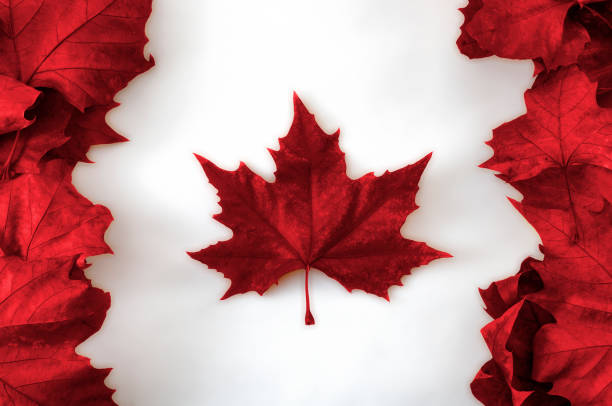 feliz canadá conceito de dia, com a bandeira canadense feito de maple real morto deixa colorido em vermelho sobre fundo branco - canada day fotos - fotografias e filmes do acervo