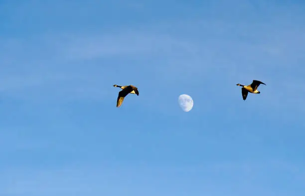 A pair of flying Canada geese flying under rising moon in winter