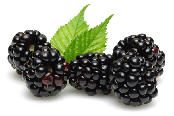 istock Blackberries with leaves isolated on white background 1085064340