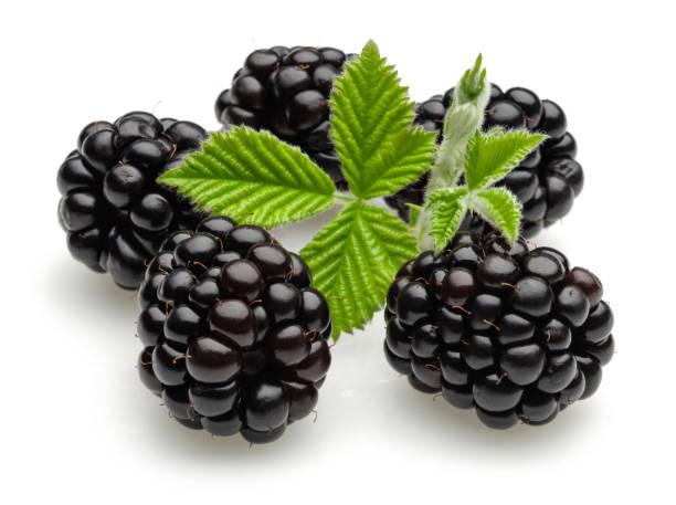 istock Blackberries with leaves isolated on white background 1085064422