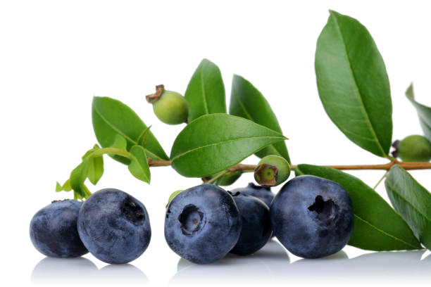 istock Fresh blueberries with leaves isolated on white background 1085065890