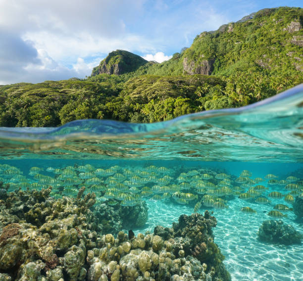 istock Lush tropical shore with school of fish underwater 1085068628