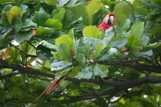 Photo of Scarlet Macaw in Almond Tree - Puntarenas Province, Costa Rica
