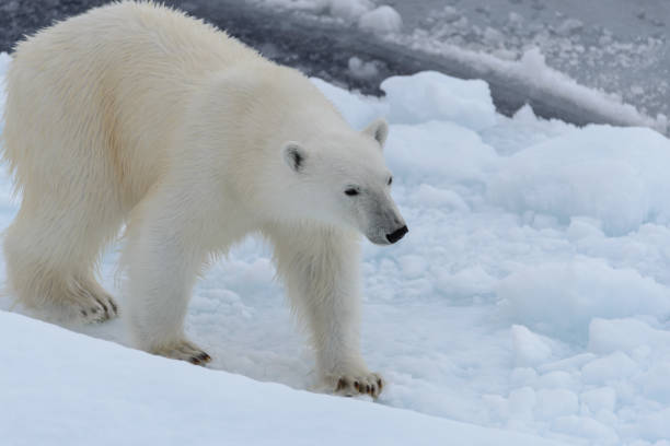 istock Wild polar bear on pack ice in Arctic sea 1085068720