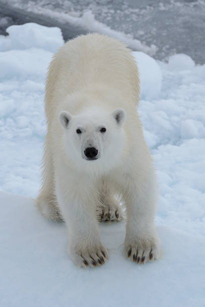 istock Wild polar bear on pack ice in Arctic sea looking into camera 1085068776