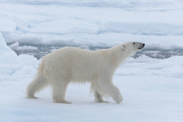 istock Wild polar bear on pack ice in Arctic sea close up 1085069032