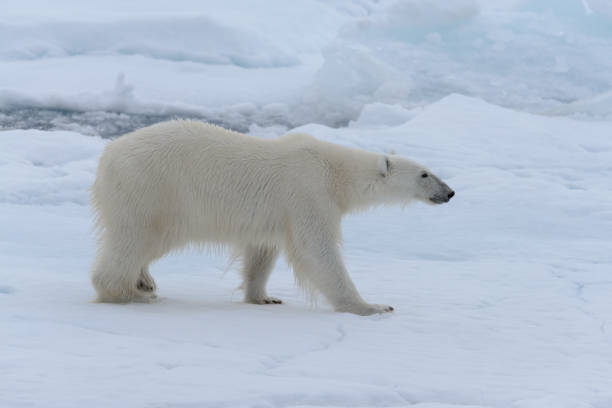 istock Wild polar bear on pack ice in Arctic sea close up 1085069054