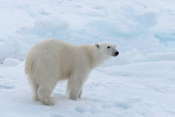 istock Wild polar bear on pack ice in Arctic sea close up 1085069132