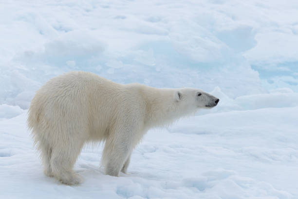 istock Wild polar bear on pack ice in Arctic sea close up 1085069146