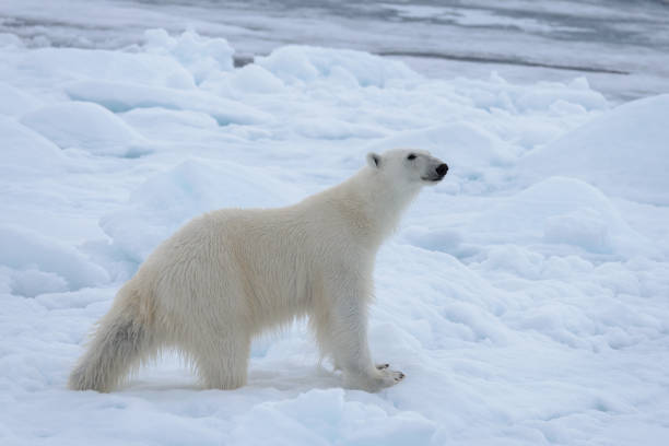 wild polar bear on pack ice in arctic sea close up - polar bear global warming arctic wintry landscape imagens e fotografias de stock
