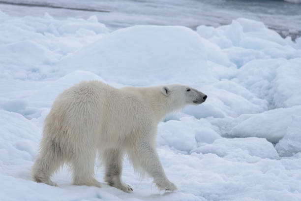 istock Wild polar bear on pack ice in Arctic sea close up 1085069210
