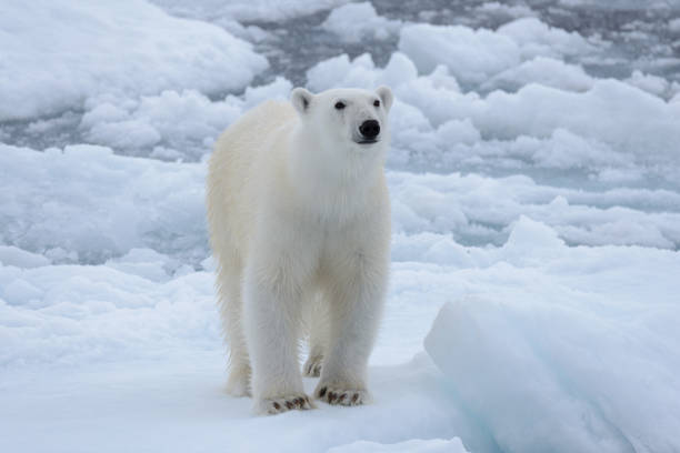 istock Wild polar bear on pack ice in Arctic sea close up 1085069240