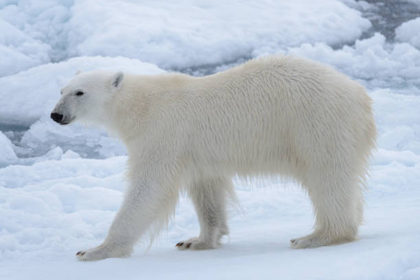 istock Wild polar bear on pack ice in Arctic sea close up 1085069276