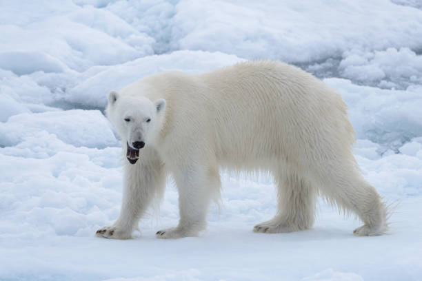 istock Wild polar bear on pack ice in Arctic sea close up 1085069304