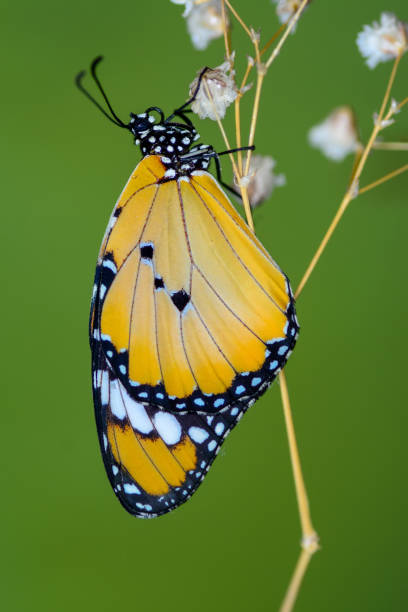 istock Beautiful butterfly sitting on flower 1085069514