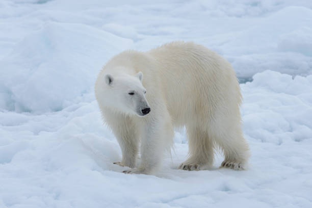 istock Wild polar bear on pack ice in Arctic sea close up 1085069532