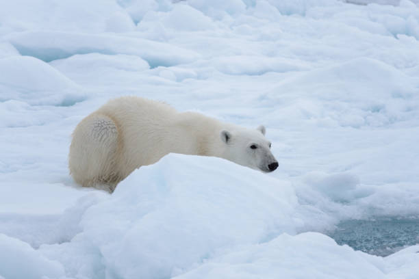 istock Wild polar bear laying on pack ice 1085069610