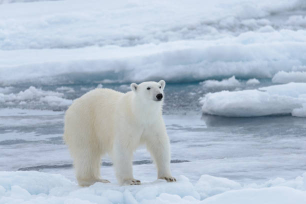 istock Wild polar bear on pack ice in Arctic sea close up 1085069660