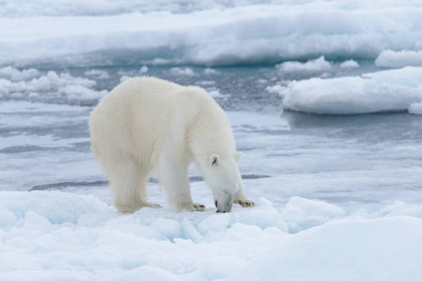 istock Wild polar bear on pack ice in Arctic sea close up 1085069686
