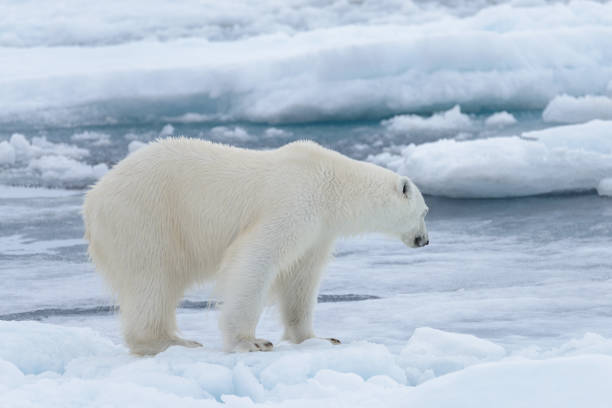 istock Wild polar bear on pack ice in Arctic sea close up 1085069720
