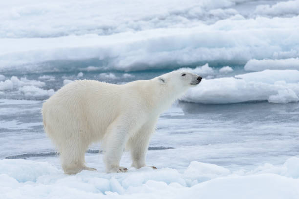 istock Wild polar bear on pack ice in Arctic sea close up 1085069754