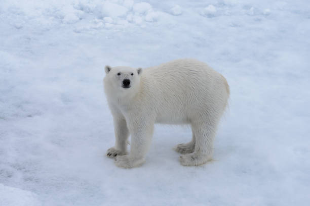 istock Wild polar bear on pack ice in Arctic sea 1085070028