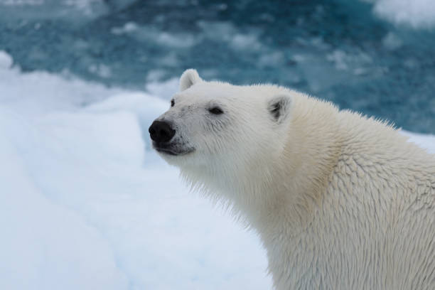 polar bear's (ursus maritimus) head close up - polar bear global warming arctic wintry landscape imagens e fotografias de stock