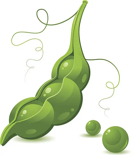 Vector illustration of Vector image of green pea pods