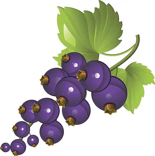 Vector illustration of Blackcurrant