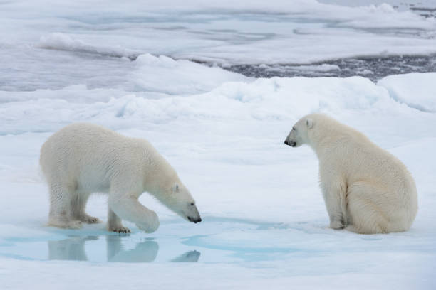 two young wild polar bears playing on pack ice in arctic sea - polar bear global warming arctic wintry landscape imagens e fotografias de stock
