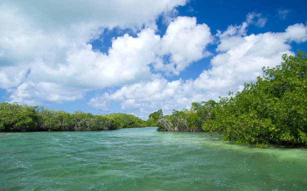 istock mangrove trees in sea 1085071640