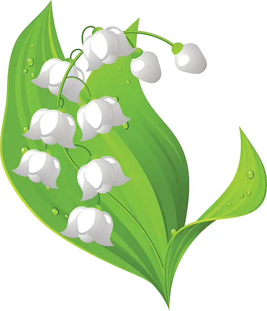 Vector illustration of Lily of the valley