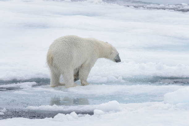 istock Wild polar bear looking in water on pack ice in Arctic sea 1085071872