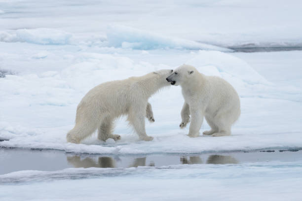 two young wild polar bears playing on pack ice in arctic sea, north of svalbard - polar bear global warming arctic wintry landscape imagens e fotografias de stock