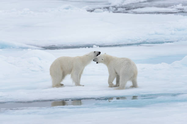 two young wild polar bears playing on pack ice in arctic sea, north of svalbard - polar bear global warming arctic wintry landscape imagens e fotografias de stock