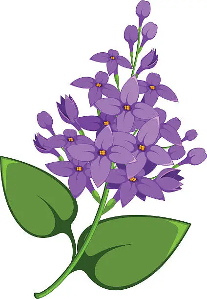 Vector illustration of Lilac branch