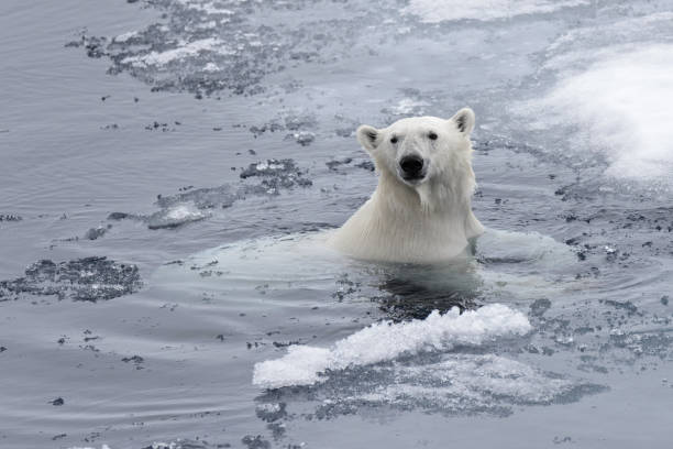 eisbär (ursus maritimus) schwimmen im arktischen meer nahaufnahme - polar bear arctic global warming nature stock-fotos und bilder