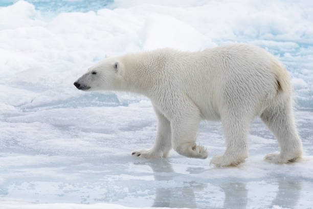 istock Wild polar bear going in water on pack ice in Arctic sea 1085072074