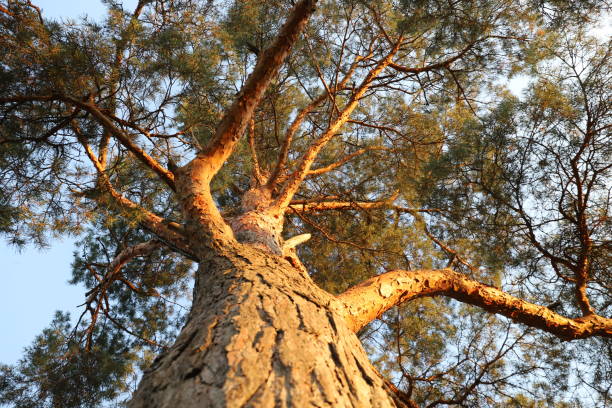 istock crown of pine against the blue sky 1085073676