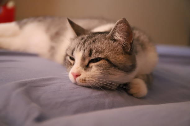 istock lazy grey cat with yellow eyes 1085073686