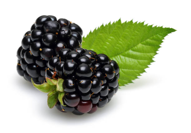 istock Blackberries with leaves isolated on white background 1085074798
