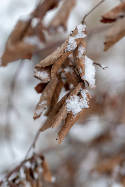 istock Beech tree leaf covered with snow. Fresh snow on withered leaves. Season winter. 1085075122