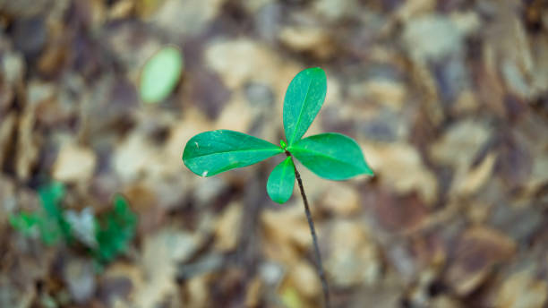 istock Flowers in the forest 1085079414