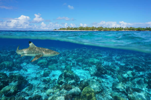 por debajo de la isla y el tiburón submarino rangiroa - south pacific ocean island polynesia tropical climate fotografías e imágenes de stock